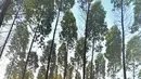 Presiden Joko Widodo atau Jokowi menikmati suasana hutan saat sunrise pada pagi hari setelah berkemah semalam di titik nol Ibu Kota Negara (IKN) Nusantara, Kecamatan Sepaku, Penajam Paser Utara, Kalimantan Timur, Selasa (15/3/2022). (FOTO: Setpres/Agus Suparto)