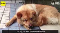 Mirip Hachiko, Anjing Setia Tunggu Tuannya Pulang Kerja di Stasiun Tiap Hari