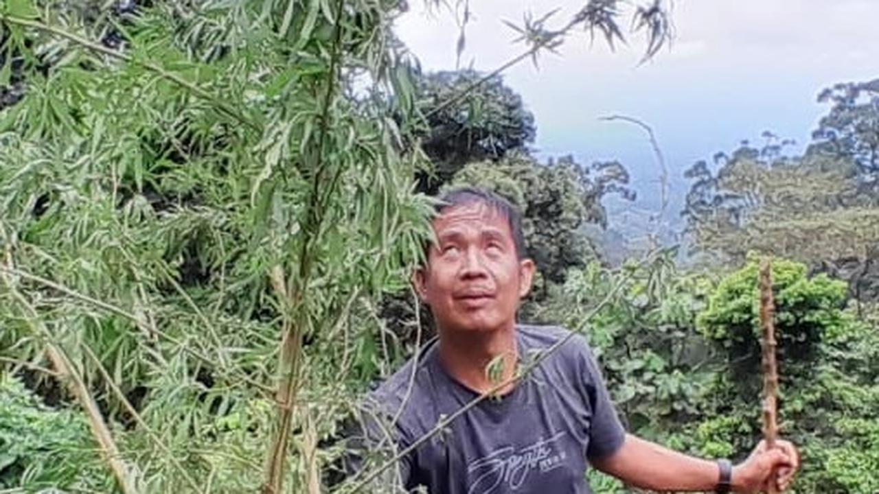 Satu Hektar Ladang Ganja Siap Panen Ditemukan di Perbukitan Empat Lawang, Jalan Kaki Butuh 6 Jam ke Lokasi