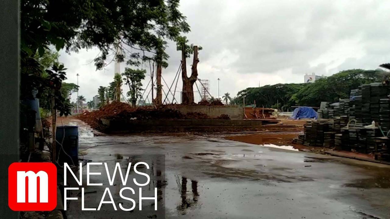 VIDEO: Pohon Mahoni Ditebang, Pohon Pule Ditanam di Monas