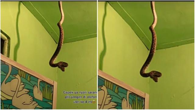 Bikin Merinding, Ini 6 Penampakan Sarang Ular di Plafon Rumah