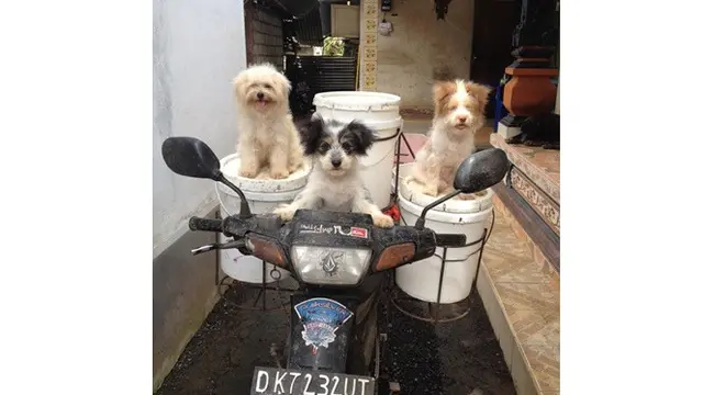 Pria Ini Selalu Bawa Banyak Anjing Saat Bekerja, Ini 6 Potretnya