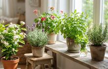 8 Tanaman Rumahan dengan Aroma Alami untuk Mengurangi Bau Pengap, Bikin Hunian Nyaman