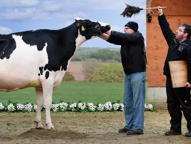 Seekor sapi diatur untuk diambil gambarnya saat mengikuti kontes kecantikan sapi perah "Schau der Besten" ke-44 di Verden an der Aller, Jerman (23/2). Sebanyak 200 ekor sapi bersaing dalam 18 kategori berbeda. (AFP PHOTO/dpa/Carmen Jaspersen/Germany OUT)