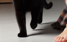 Ini Alasan Mengapa Kucing Hitam Dipercaya Bisa Membawa Sial