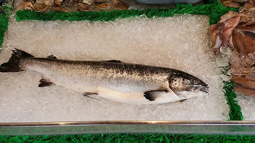 jenis ikan laut