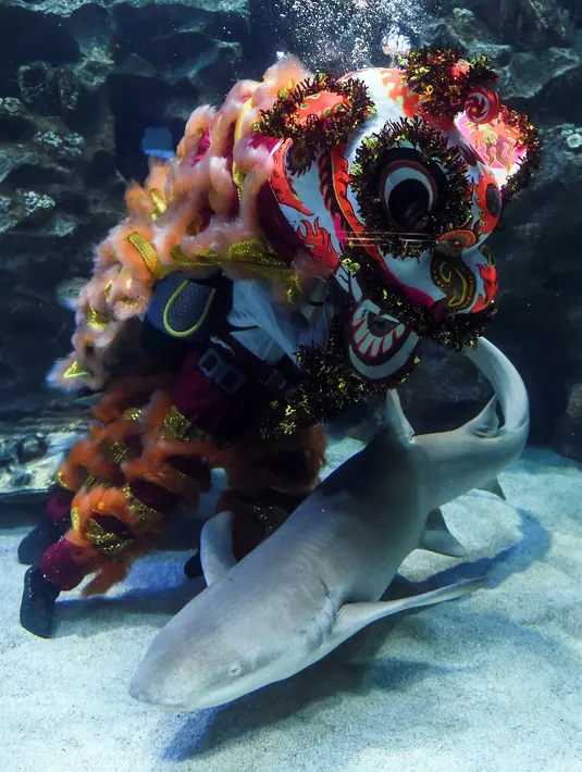 Dua penyelam melakukan atraksi barongsai di taman bawah laut Aquaria KLCC, Kuala Lumpur, 30 Januari 2019. Dalam pertunjukkan tersebut terlihat sejumlah hiu mengelilingi dua orang yang mengenakan setelan singa berwarna-warni. (Mohd RASFAN / AFP)