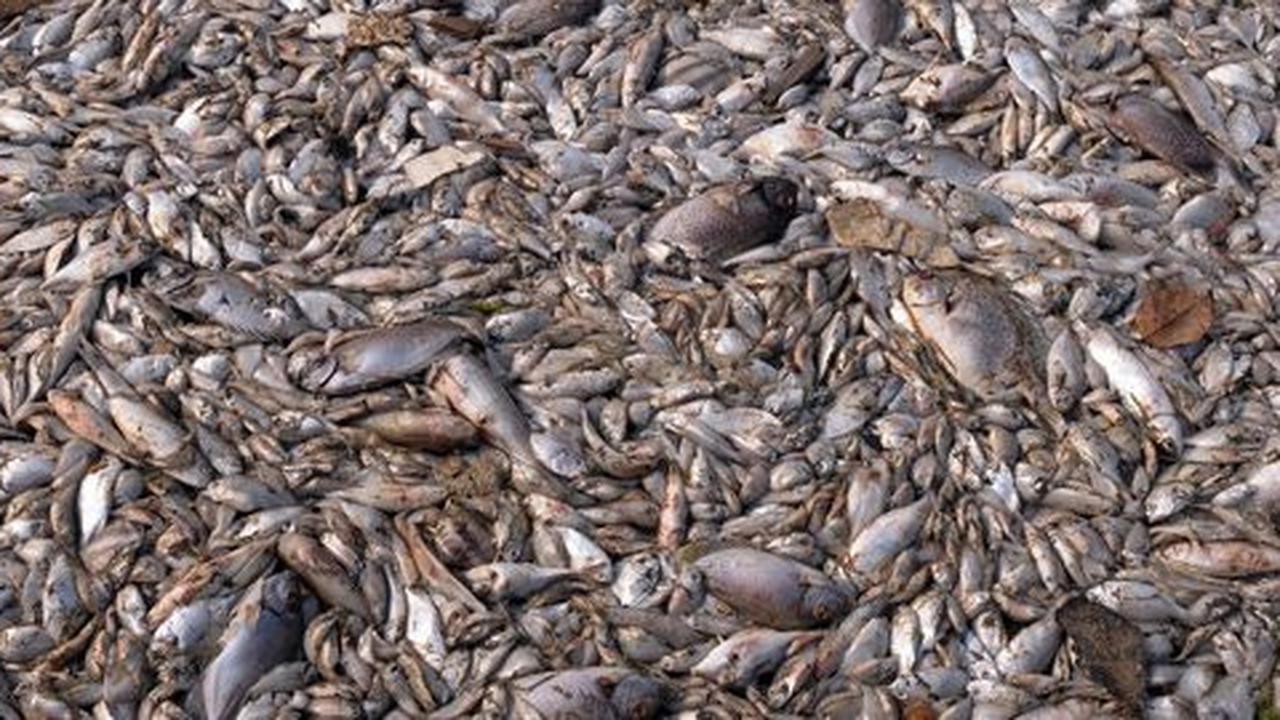 KKP: Ikan mati di Ancol karena berebut oksigen dengan fitoplankton