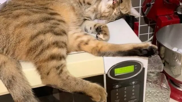 8 Potret Ini Membuktikan Kucing Tidak Takut untuk Tidur di Mana Saja