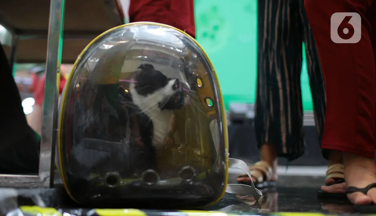 Seekor kucing terlihat di dalam kandang saat kegiatan Pet Exhibition  di Pesona Square, Depok, Jawa Barat, Minggu (12/06/20222). Kegiatan yang diselenggarakan Pesona Square  kolaborasi dengan  Pet Care Medical. ini memberikan pelayanan kesehatan hewan peliharaan secara gratis. (merdeka.com/Arie Basuki)