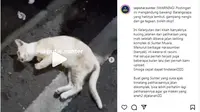 Viral di media sosial 21 kucing ditemukan mati di RW 05 Kelurahan Sunter Agung, Tanjung Priok, Jakarta Utara.