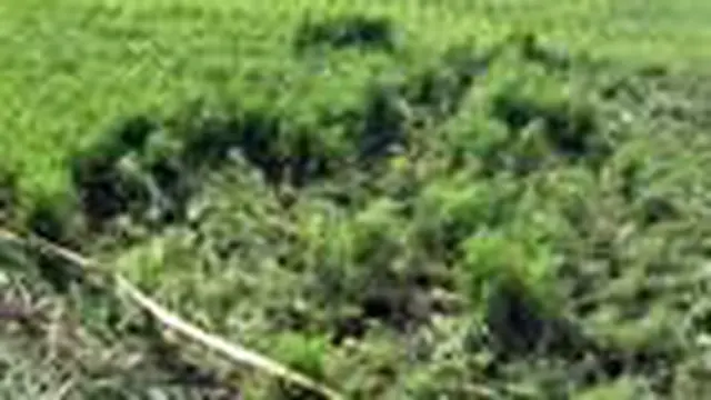 Fenomena Crop Circle di Sumatra