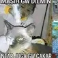 6 Tingkah Absurd Bocah Bareng Kucing Ini Bikin Tepuk Jidat (Twitter/twitkocheng)