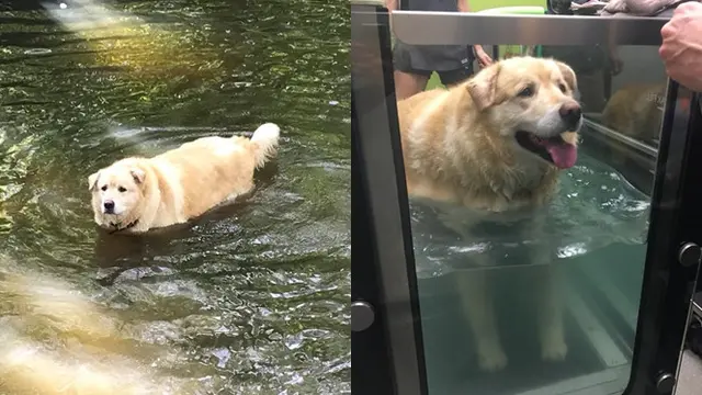 Perjuangan anjing diet turun 45 kg