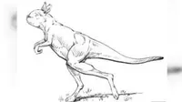 Unik, ternyata nenek moyang kanguru berjalan tegak dengan dua kaki. (Credit: Janis et al)