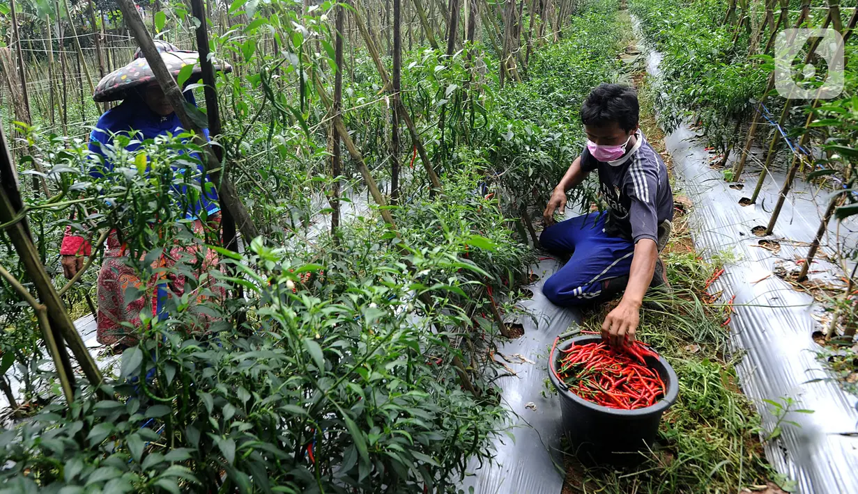 Petani memanen cabai keriting di kawasan Pesawah, Cicurug, Sukabumi, Rabu (22/04/2020). Sejak penerapan Pembatasan Sosial Berskala Besar (PSBB), sejumlah petani mengeluhkan harga cabai keriting di tingkat petani yang turun dari Rp 20 ribu per kg menjadi Rp 12 ribu per kg. (merdeka.com/Arie Basuki)