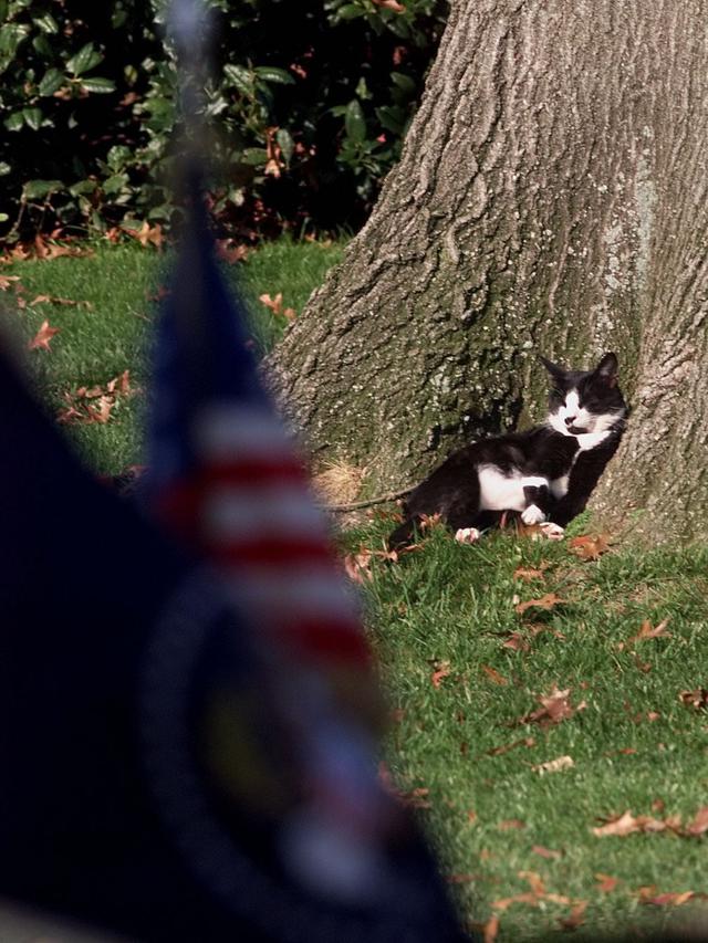 4 Kucing Peliharaan Para Presiden Amerika Serikat, Berhak Tinggal di Gedung Putih