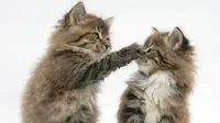 Cara Ini Bantu Kamu Tentukan Kucing Kidal atau Tidak