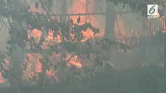 Sentra peternakan ayam potong di Setu Jakarta Timur Hangus terbakar, belasan ribu ayam terpanggang dan sebuah mobil hangus terbakar.