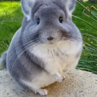 Duh! Jadi pengin tiduran deh lihat bokong hewan ini. (Via:boredpanda.com)