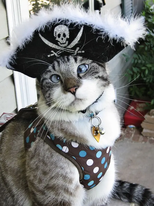 8 Potret Lucu Kucing Ikut Rayakan Halloween, Bisa Tampil Seram