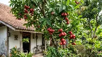 Cara Mengatasi Pohon Jambu Air Berbunga Tapi Buah Selalu Busuk dan Rontok agar Panen Maksimal