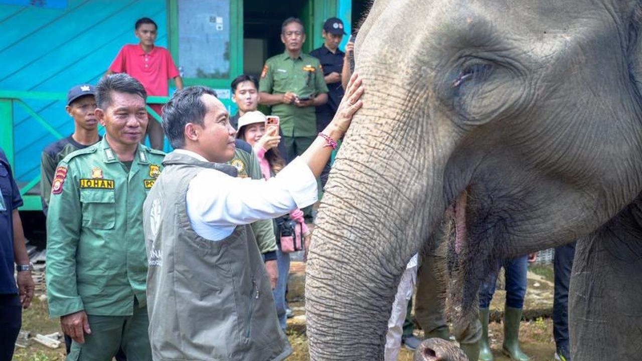 BKSDA Bengkulu Gunakan Drone Thermal, Temukan 17 Gajah Liar di Bentang Alam Seblat