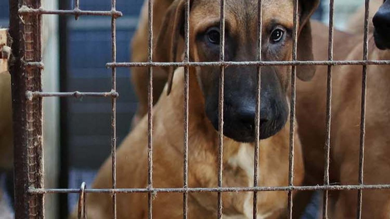 FOTO: Nestapa Anjing-Anjing di Peternakan Korea Selatan, Dipelihara untuk Dijadikan Makanan