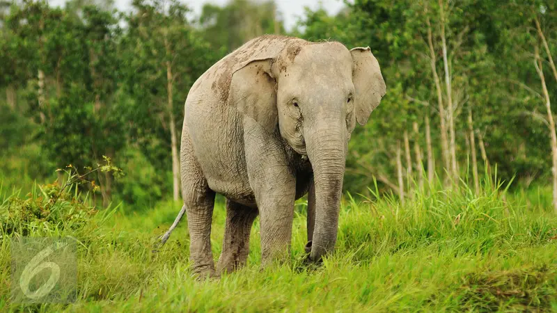 20160325-Kehidupan Dibalik Kepunahan Gajah Sumatera