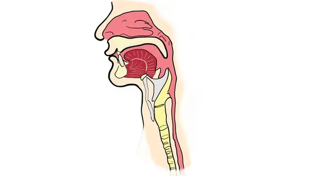 Ilustrasi esofagus