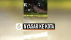 ANJING LAUT NYASAR KE TENGAH KOTA, BIKIN HEBOH WARGA