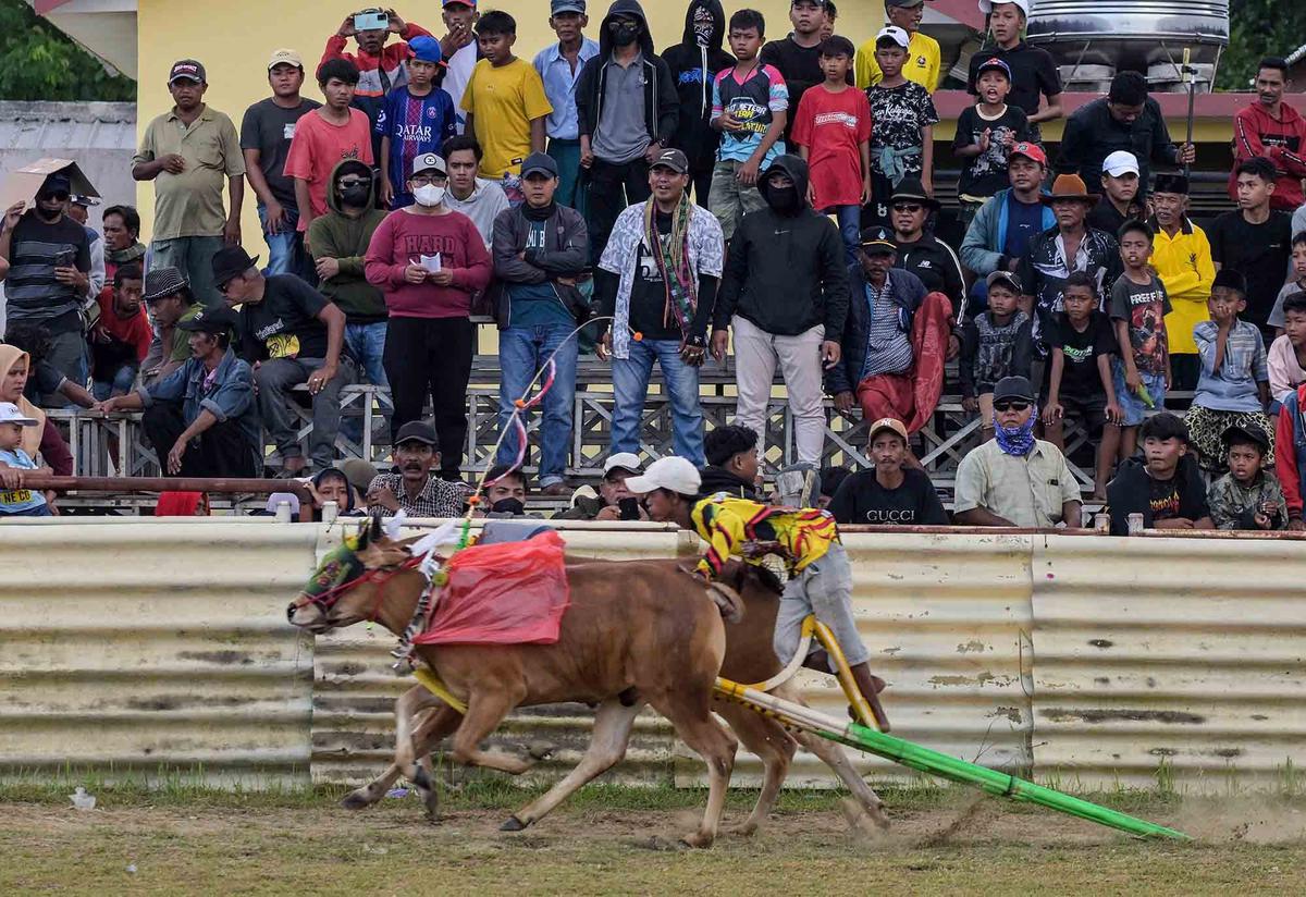 FOTO: Adu Cepat Karapan Sapi di Bangkalan Madura
