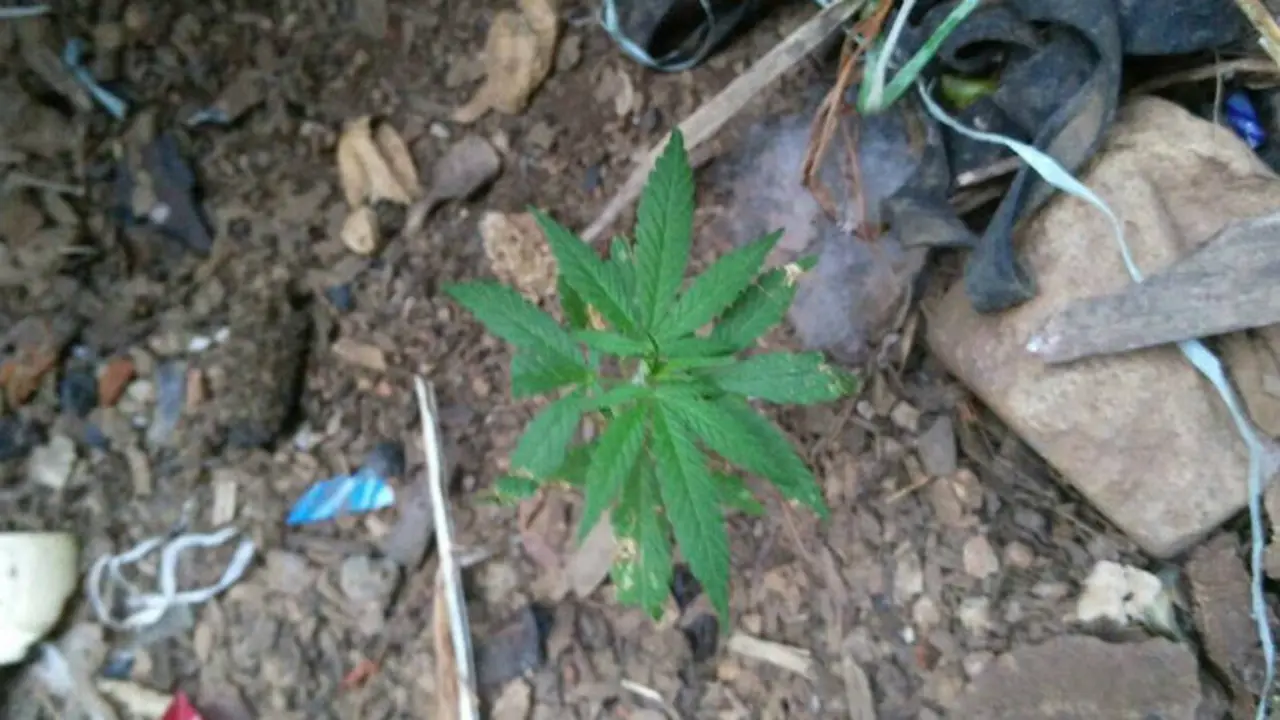 Ganja Kering