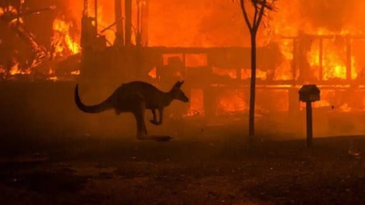 Menyayat Hati, 5 Potret Pilu Satwa Liar Korban Kebakaran Hutan Australia