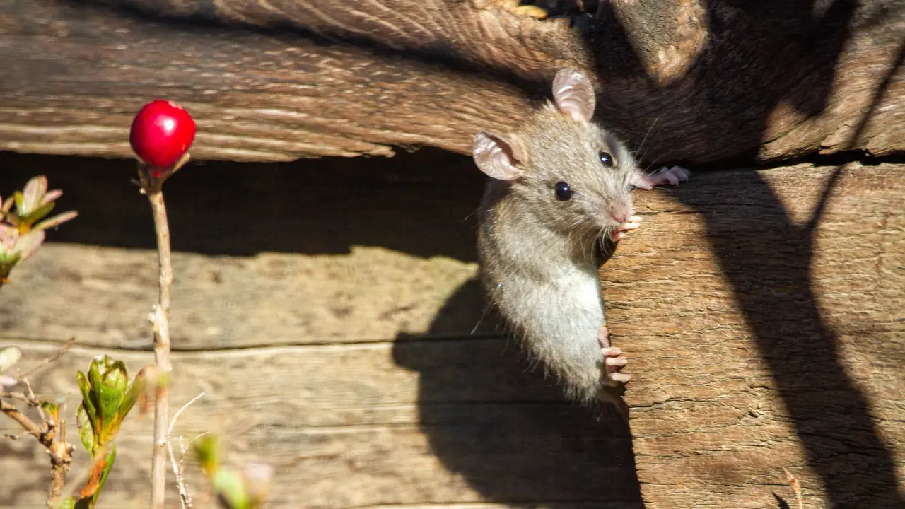 Tikus - Vania