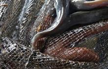 Tak Cuma Dipukul, Mematikan Ikan Lele Ternyata Bisa dengan Garam