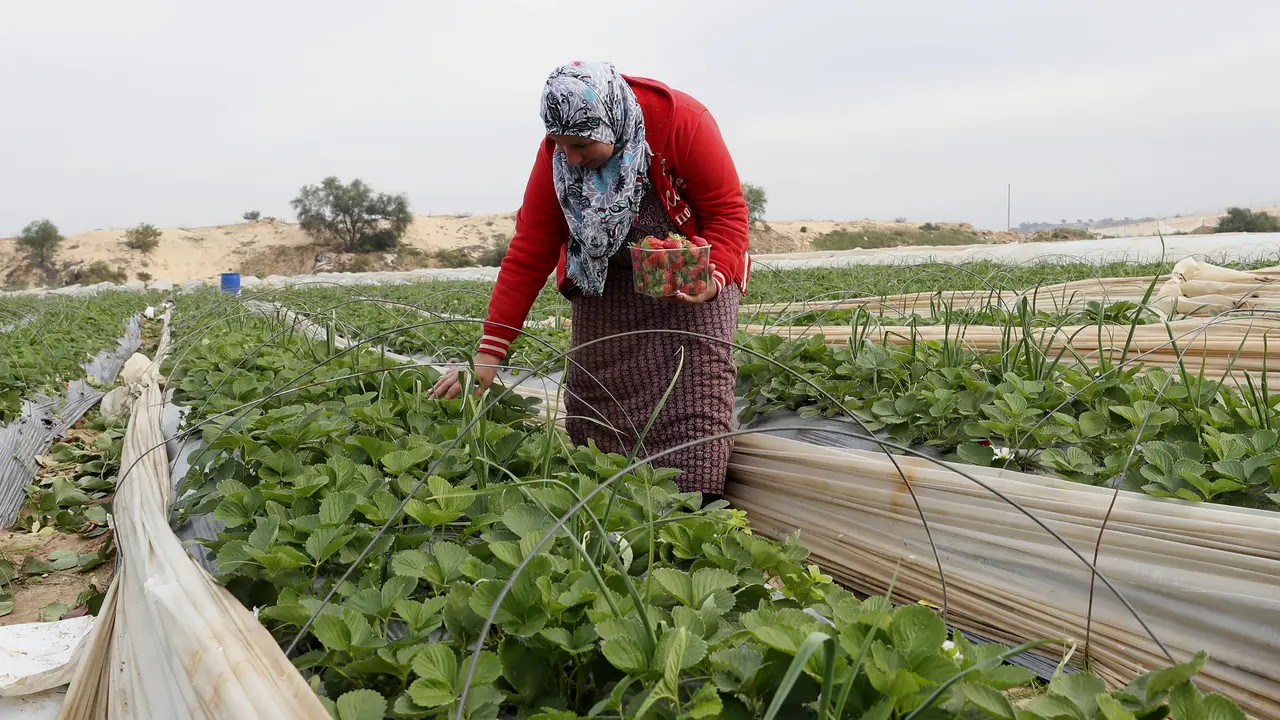 Petani Gaza Palestina Panen Stroberi