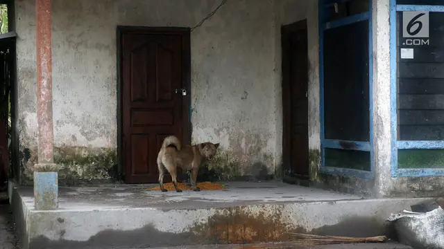 Anjing di Gunung Agung