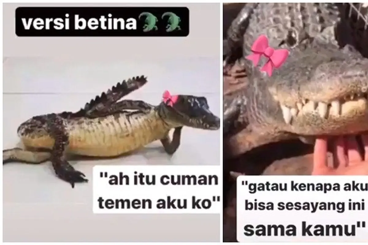 10 Meme Buaya Darat Versi Betina Ala Netizen Ini Bikin Geleng Kepala
