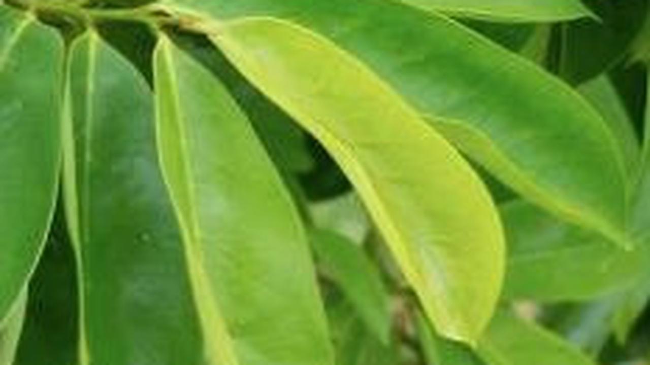 Efek Samping Daun Sirsak<br>