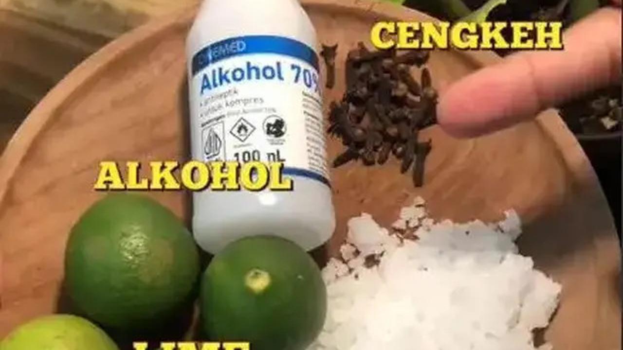 Trik Hemat Usir Nyamuk dan Kecoak Tanpa Obat Semprot, Cuma Butuh 3 Bahan Dapur