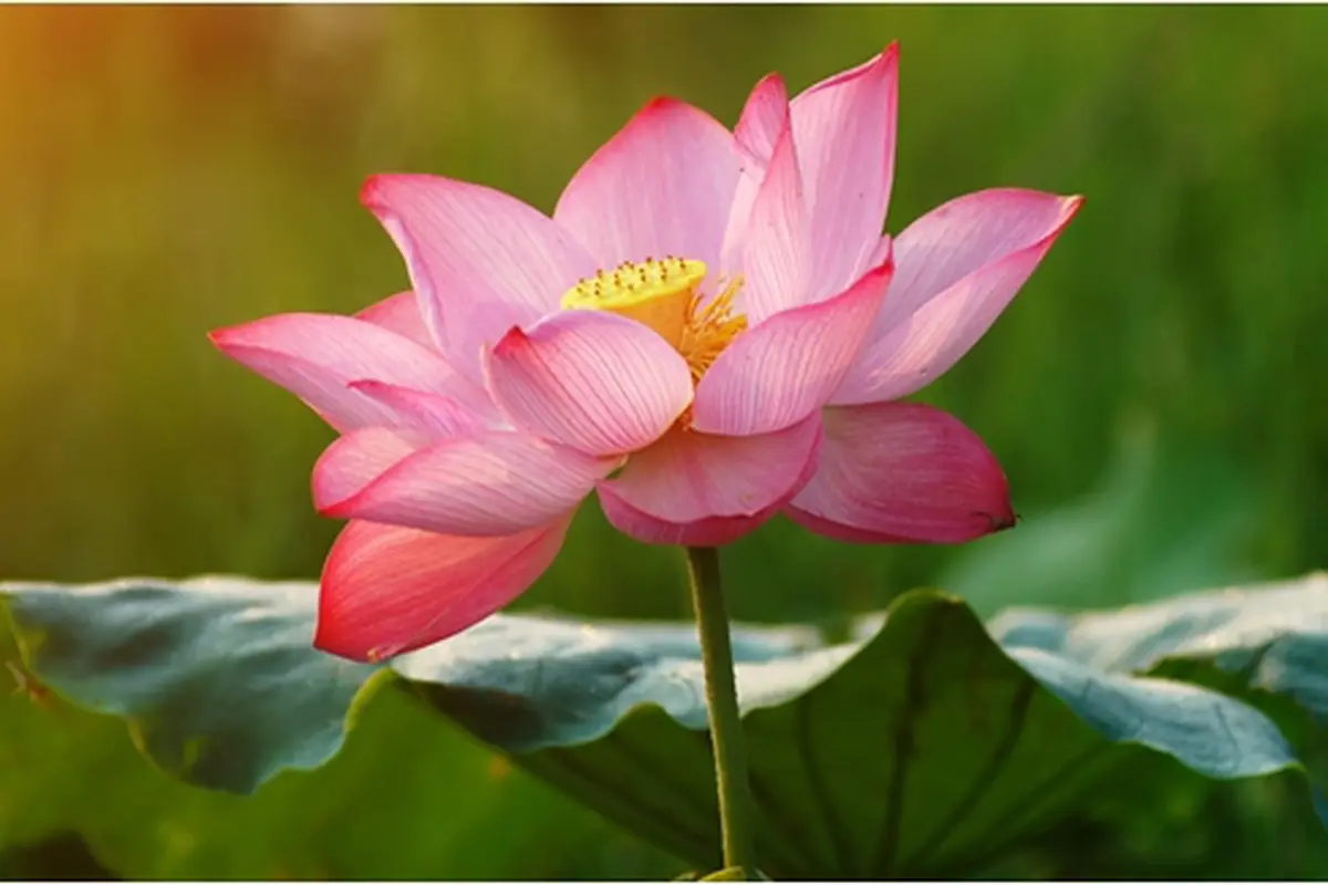 Courtesy ShutterStock.com