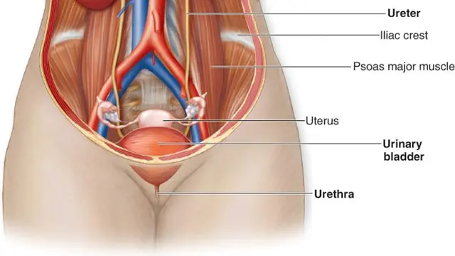 Kurang Minum, Seribu Pasien Meninggal Karena Ginjal Akut