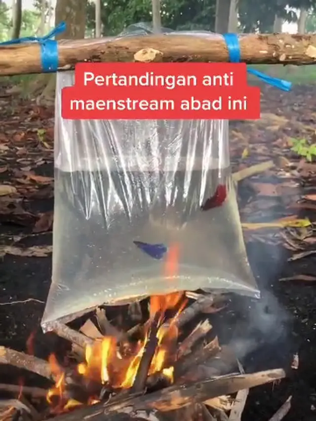 Adu Ikan Cupang di Tiktok, Aksi Dari Remaja Ini Dikecam Warganet
