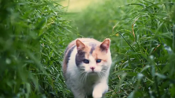 Kisah Stevie, Kucing Buta yang Punya Hobi Mendaki