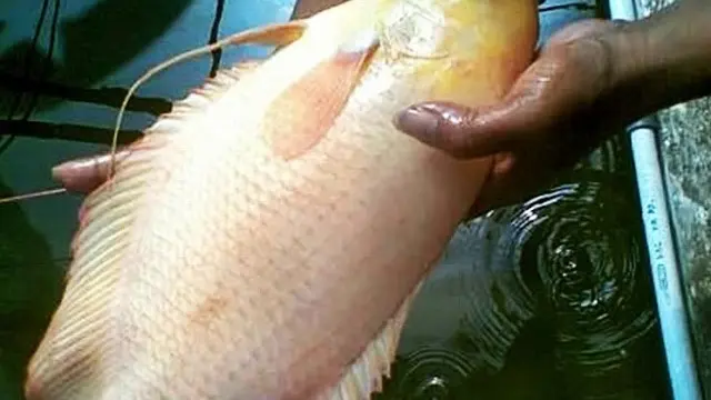 Cara Menghilangkan Bau Lumpur pada Ikan Air Tawar