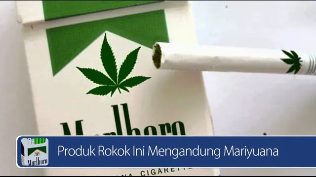Daily TopNews hari ini akan menyajikan berita seputar produk rokok yang mengandung mariyuana dan hubungan retak, bagaimana bisnis rossi dengan Marquez. Saksikan video selengkapnya di sini 
