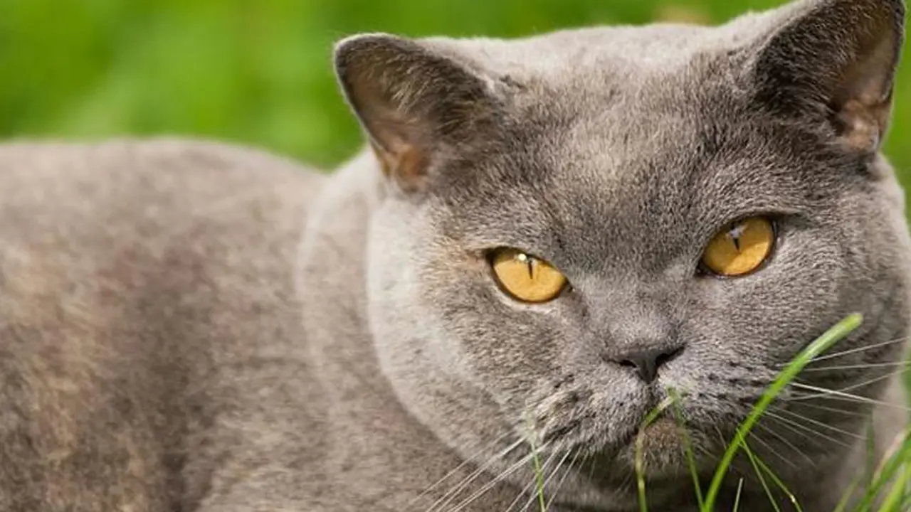 Kucing Tularkan TB ke Manusia