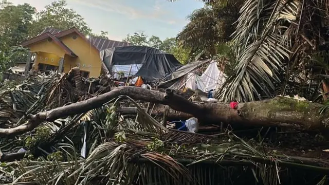 Pohon Tumbang Timpa Tenda Pernikahan di Bone, Ibu Pengantin Tewas
