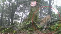 Saat Macan Tutul Jawa Tertangkap Kamera di Gunung Salak. (Dok: IG @btn_gn_halimunsalak&nbsp;https://www.instagram.com/p/DJnWSWoT03I/?igsh=MWdmbGhka3FpODFiNg%3D%3D)